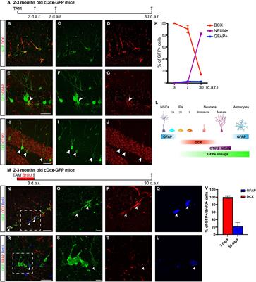 Evidence of Progenitor Cell Lineage Rerouting in the Adult Mouse Hippocampus After Status Epilepticus